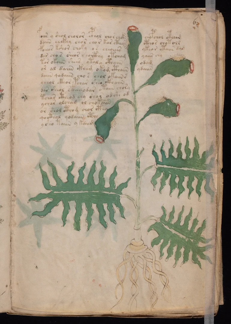 Poppy - Green pods with red openings