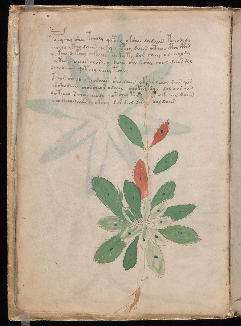 Lungwort - Spotted leaves