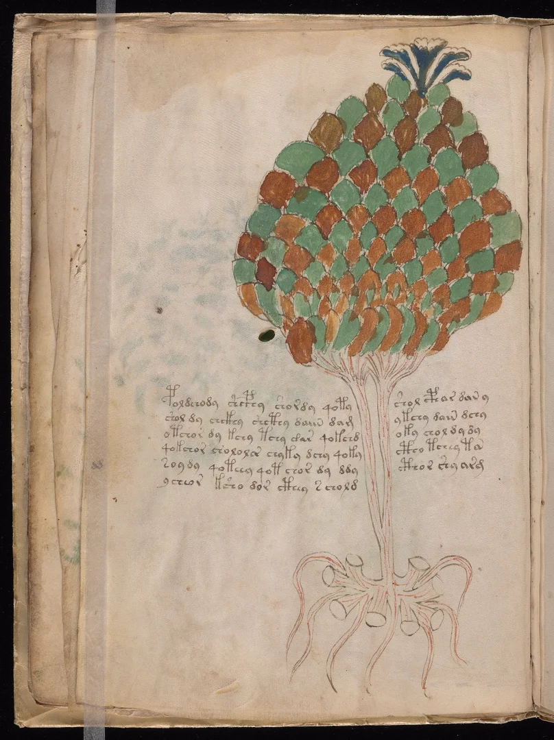 Pinecone - Scaled cone