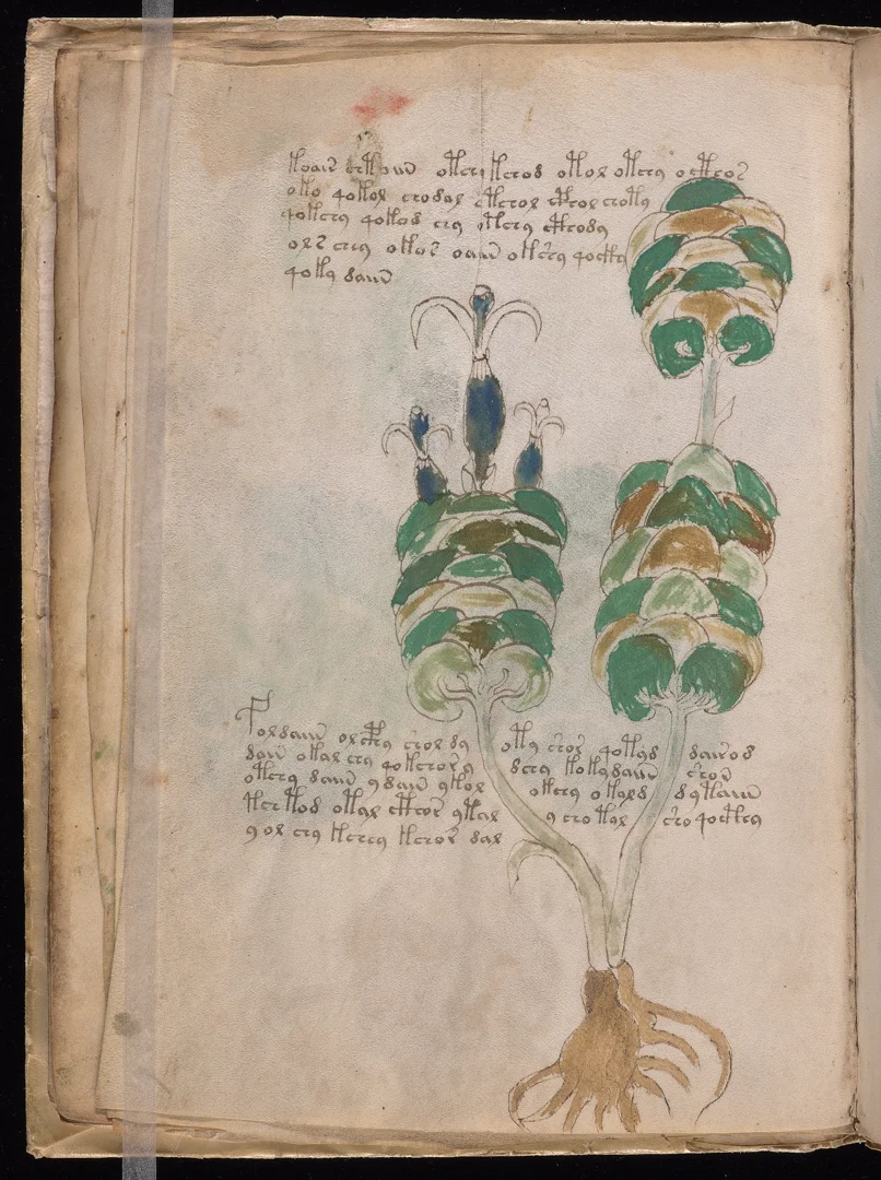 Artichoke - Layered bracts