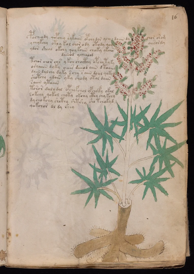 Hemp - Palmate leaves