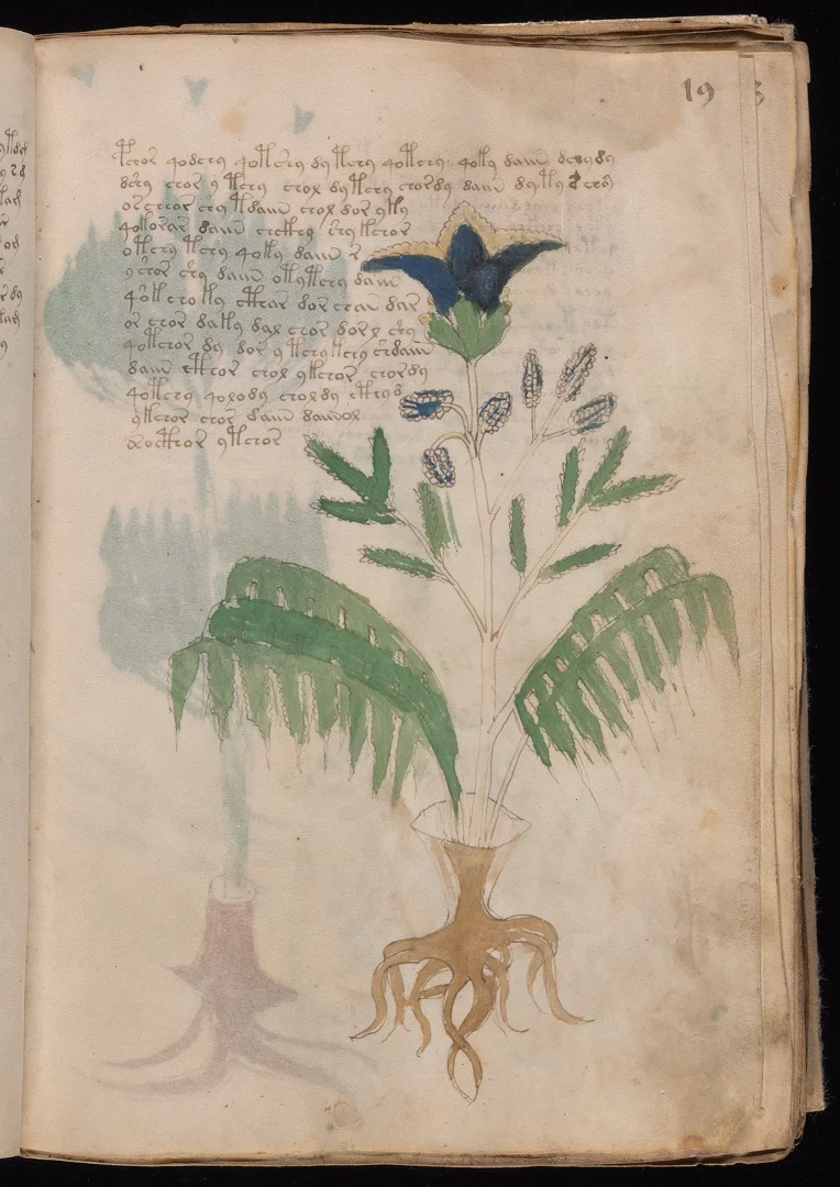 Lavender - Blue flower spikes