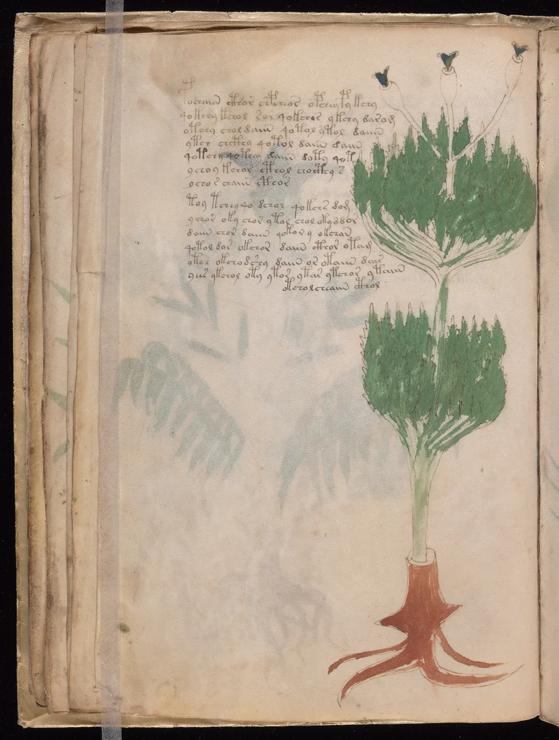 Rosemary - Needle-like foliage