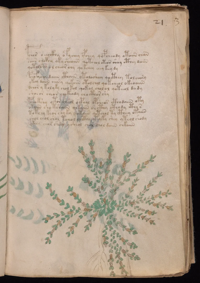 Thyme - Small round leaves