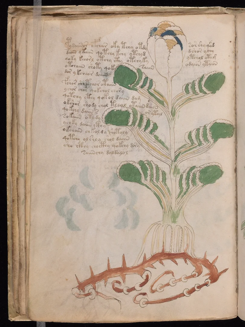 Sea Holly - Thorny root