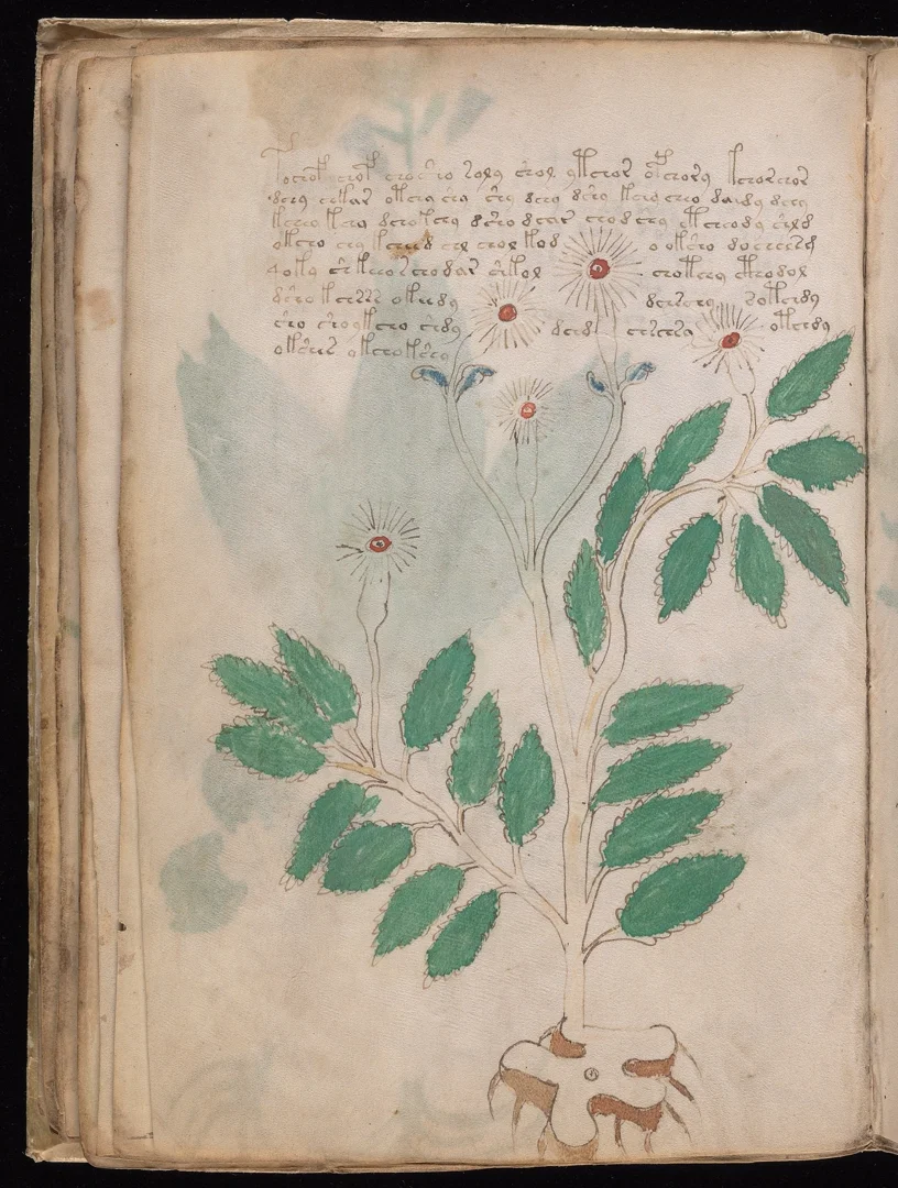 Chamomile - White daisies