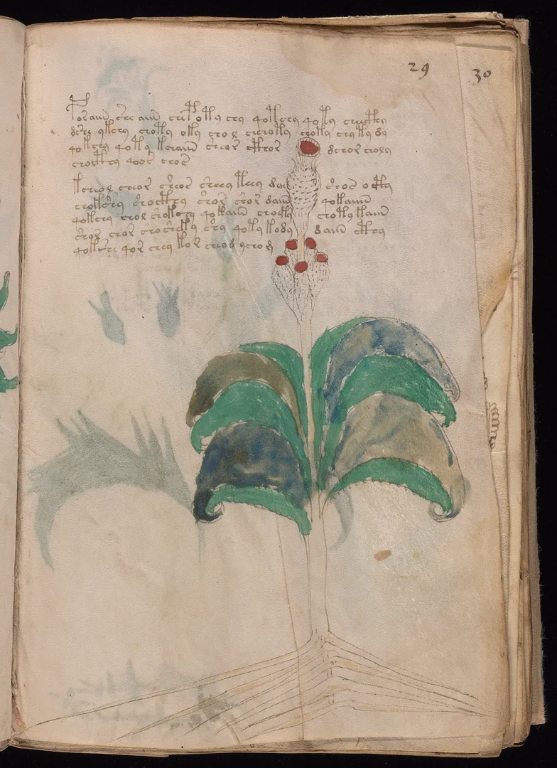 Arum - Red berries on spadix