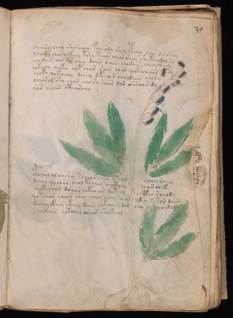 Sage - Long pointed leaves