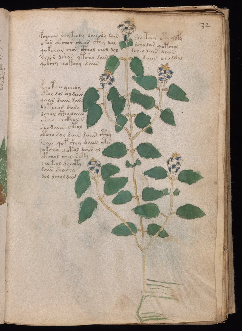 Mint - Round opposite leaves