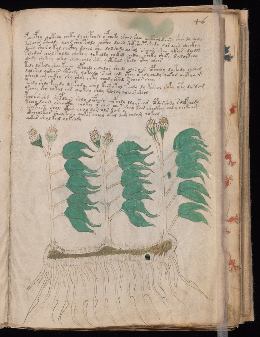 Valerian - Multiple stems, shared root