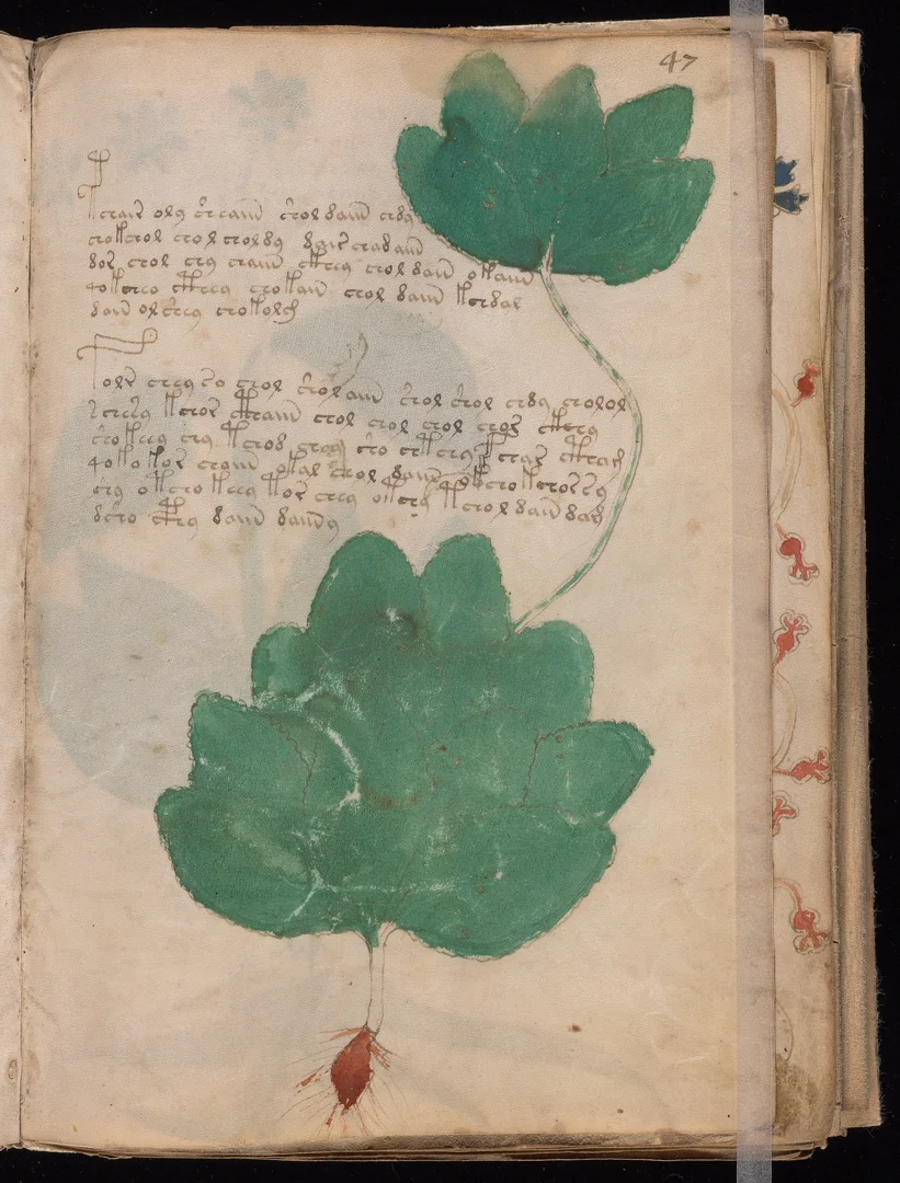 Fig - Large lobed leaves