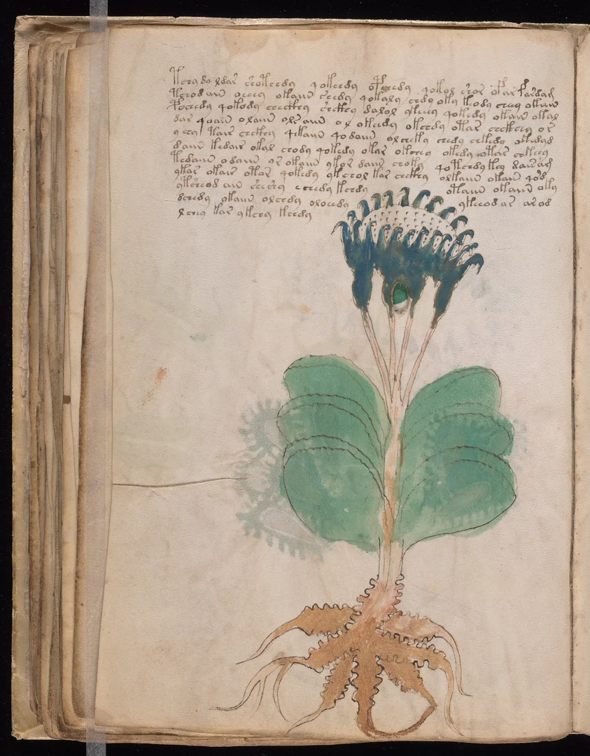 Mandrake - Humanoid root