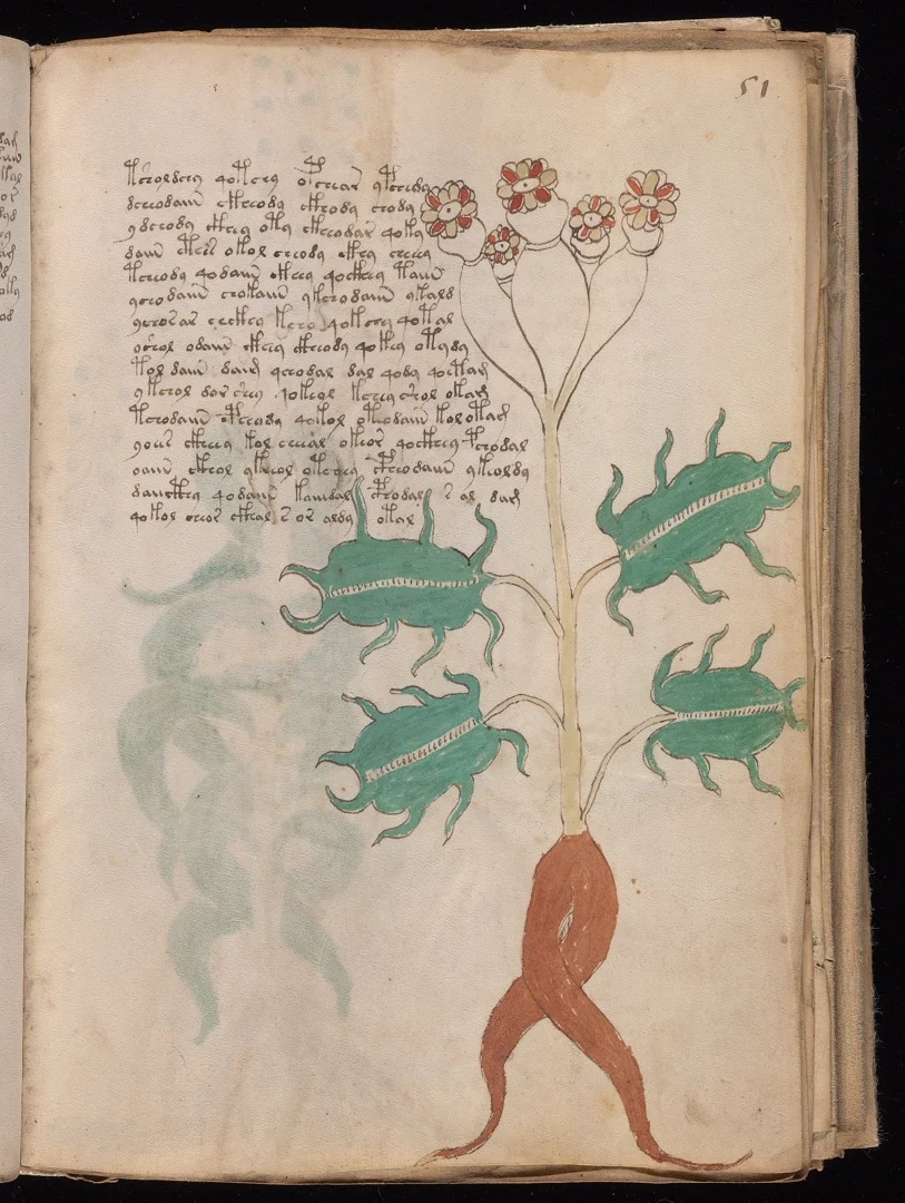 Mandrake - Human-like root with legs